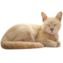 sleeping cat